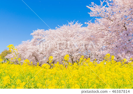Spring Kumagaya Funicular 46387814