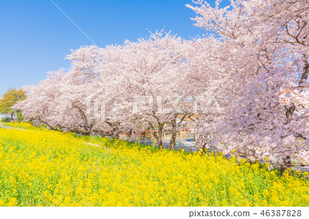Spring Kumagaya Funicular Spring Kumagaya Funicular 46387828
