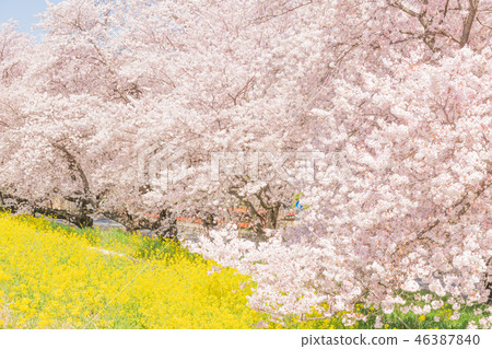 Spring Kumagaya Funicular Spring Kumagaya Funicular 46387840