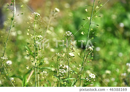 Nazna (Penpen grass) - Stock Photo [46388169] - PIXTA