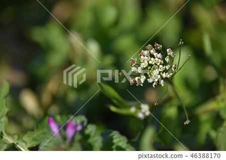 Nazna (Penpen grass) 46388170