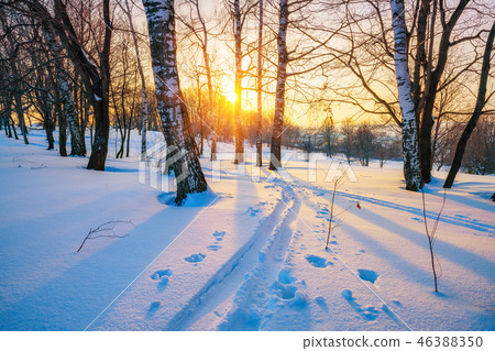 Ski track in winter forest 46388350