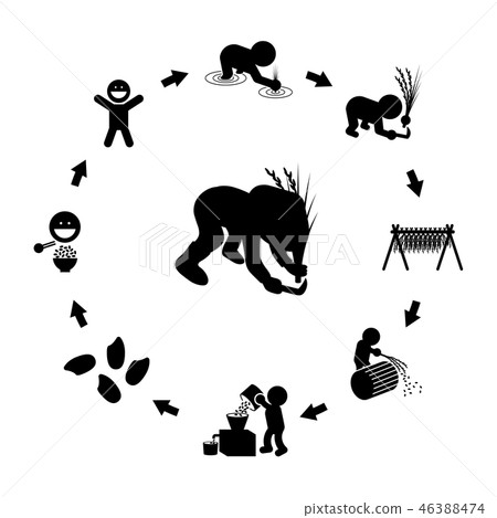 水稻生產週期 46388474