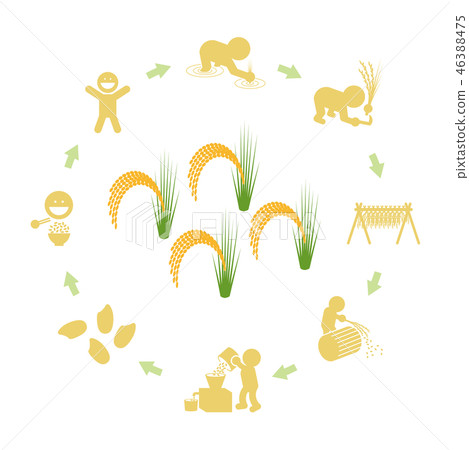 Rice production cycle 46388475