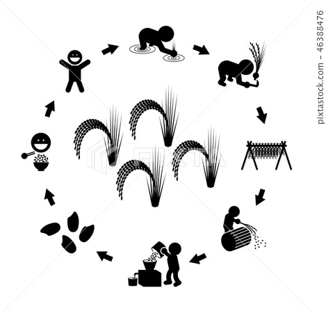 水稻生產週期 46388476