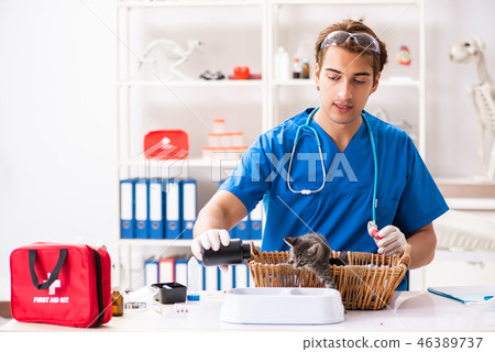 Vet doctor examining kittens in animal hospital 46389737