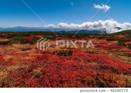白山秋葉 白山秋葉 46390574