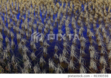 Winter paddy field 46390598