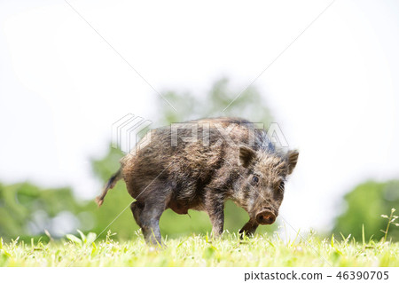 A Japanese wolf intimidating by looking at the camera in a green area. New Year's card, 2019, zodiac, boar, new year's card image 46390705