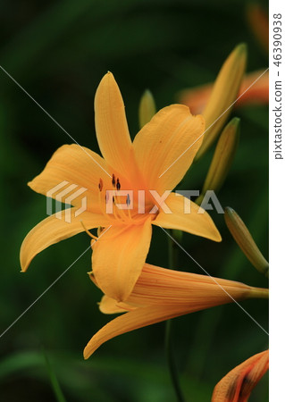 黃花菜 黃花菜 46390938