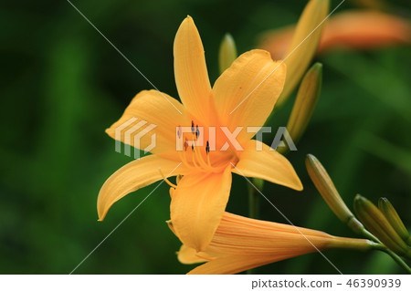 黃花菜 黃花菜 46390939