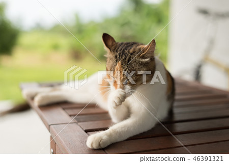 cat itch and wash cat itch and wash 46391321