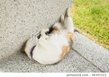 funny cat sleep funny cat sleep 46391322