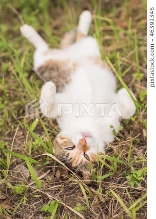 funny cat sleep on grassland funny cat sleep on grassland 46391348