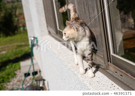 cat window stand