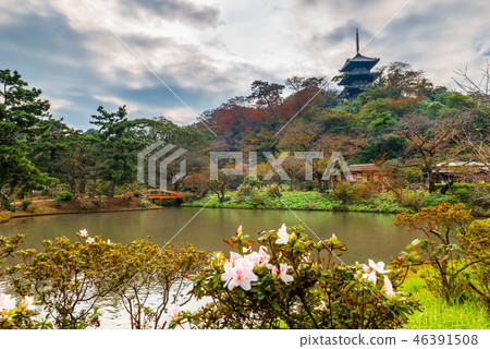 Sankeien garden with Tomyoji pagoda, flowers Sankeien garden with Tomyoji pagoda, flowers 46391508