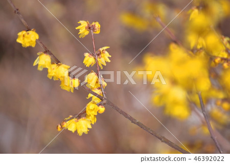 Have a sweet smell 46392022