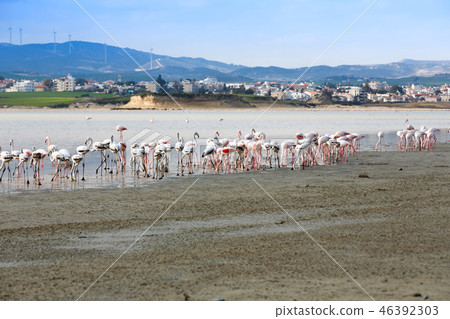 Flamingos in Cyprus 46392303
