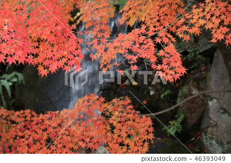 Autumn Matsuyama Castle Ninomaru Garden Autumn Matsuyama Castle Ninomaru Garden 46393049