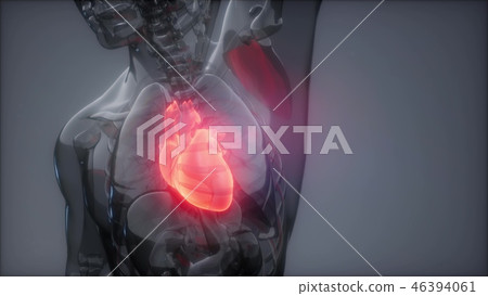 Human Heart Radiology Exam Human Heart Radiology Exam 46394061