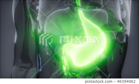 Human Stomach Radiology Exam Human Stomach Radiology Exam 46394062