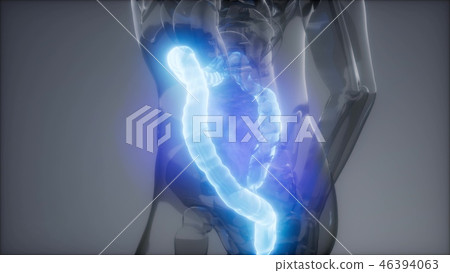 Human Colon Radiology Exam Human Colon Radiology Exam 46394063