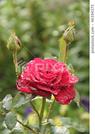Red rose blossoming in garden after rain Red rose blossoming in garden after rain 46394375