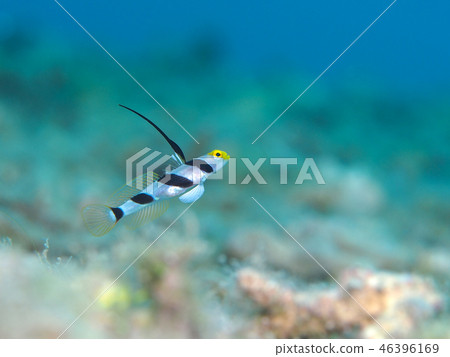 Hirenaga Threadingbow Hirenaga Threadingbow 46396169