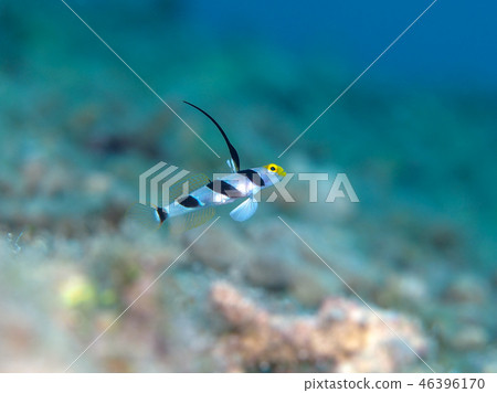 Hirenaga Threadingbow Hirenaga Threadingbow 46396170