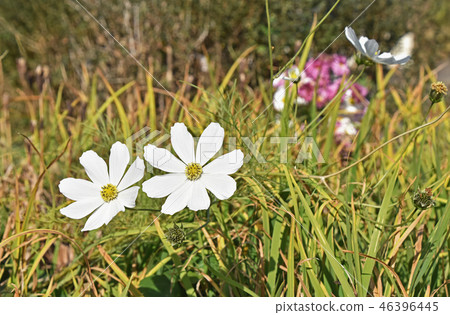 Cosmos (fall cherry) 46396445