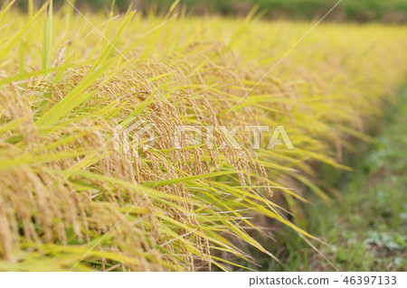 Harvest time of rice (Hitomebore) in the paddy field 46397133
