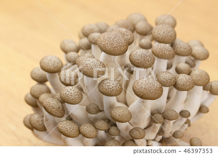 Shimeji特寫鏡頭 Shimeji特寫鏡頭 46397353