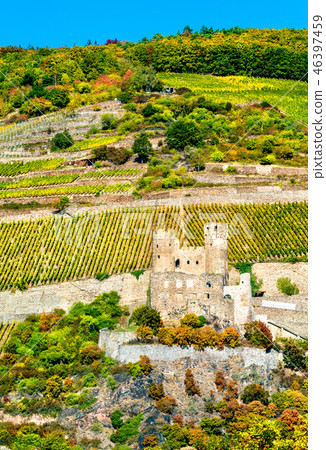 Ehrenfels Castle with vineyards in autumn. The Rhine Gorge, Germany 46397459