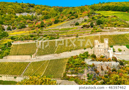 Ehrenfels Castle with vineyards in autumn. The Rhine Gorge, Germany Ehrenfels Castle with vineyards in autumn. The Rhine Gorge, Germany 46397462