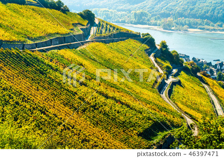 Rheingau vineyards at Assmannshausen in the Upper Middle Rhine Valley, Germany Rheingau vineyards at Assmannshausen in the Upper Middle Rhine Valley, Germany 46397471