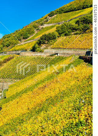 Rheingau vineyards at Assmannshausen in the Upper Middle Rhine Valley, Germany Rheingau vineyards at Assmannshausen in the Upper Middle Rhine Valley, Germany 46397515