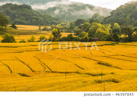 Rice farming in Thailand 3 Rice farming in Thailand 3 46397845