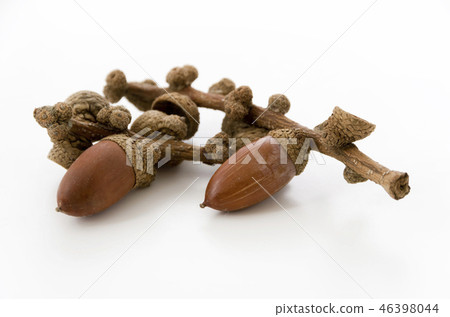 橡子 橡子 46398044