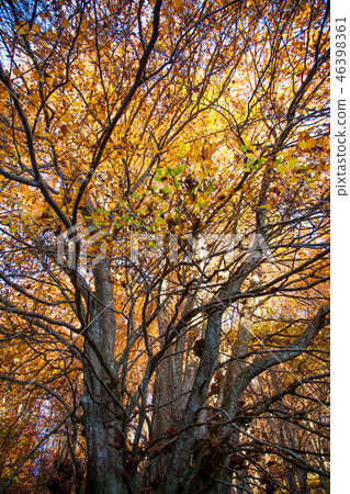 Trees in autumn season background 46398361