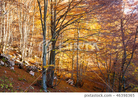 Trees in autumn season background Trees in autumn season background 46398365