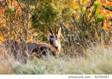 Chamois from Italian Alps 46398367