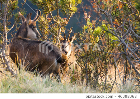 Chamois from Italian Alps 46398368