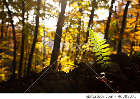 Fern leaf close up, autumn background 46398373