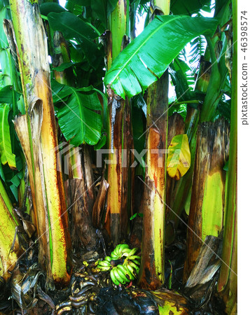 Banana tree Banana tree 46398574