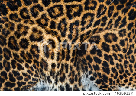 Animal skins texture of leopard Animal skins texture of leopard 46399137