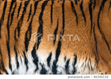 Animal skins texture of Tiger Animal skins texture of Tiger 46399138