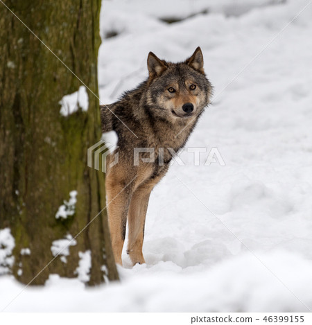 Timber wolf hunting in the forest 46399155