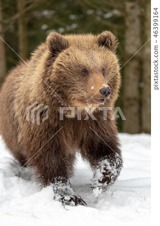 Wild brown bear cub closeup in forest Wild brown bear cub closeup in forest 46399164