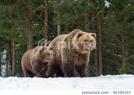 Bears family goes through the forest Bears family goes through the forest 46399165