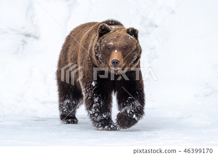 Big brown bear in winter forest 46399170